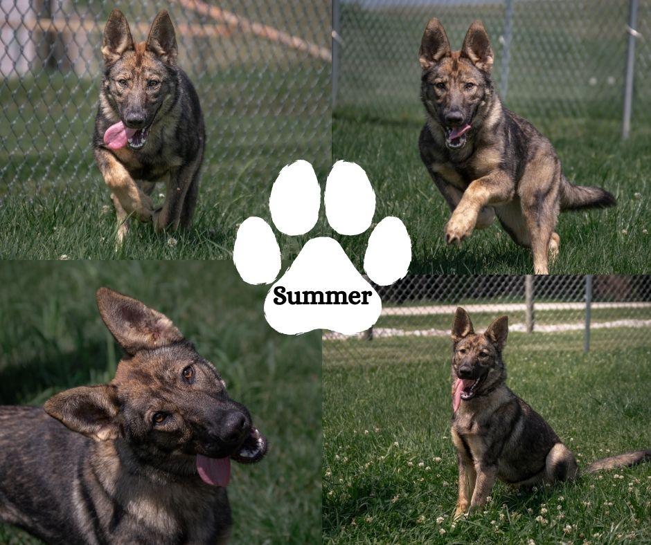 Summer, an adopted German Shepherd Dog in Albany, NY image 3/3