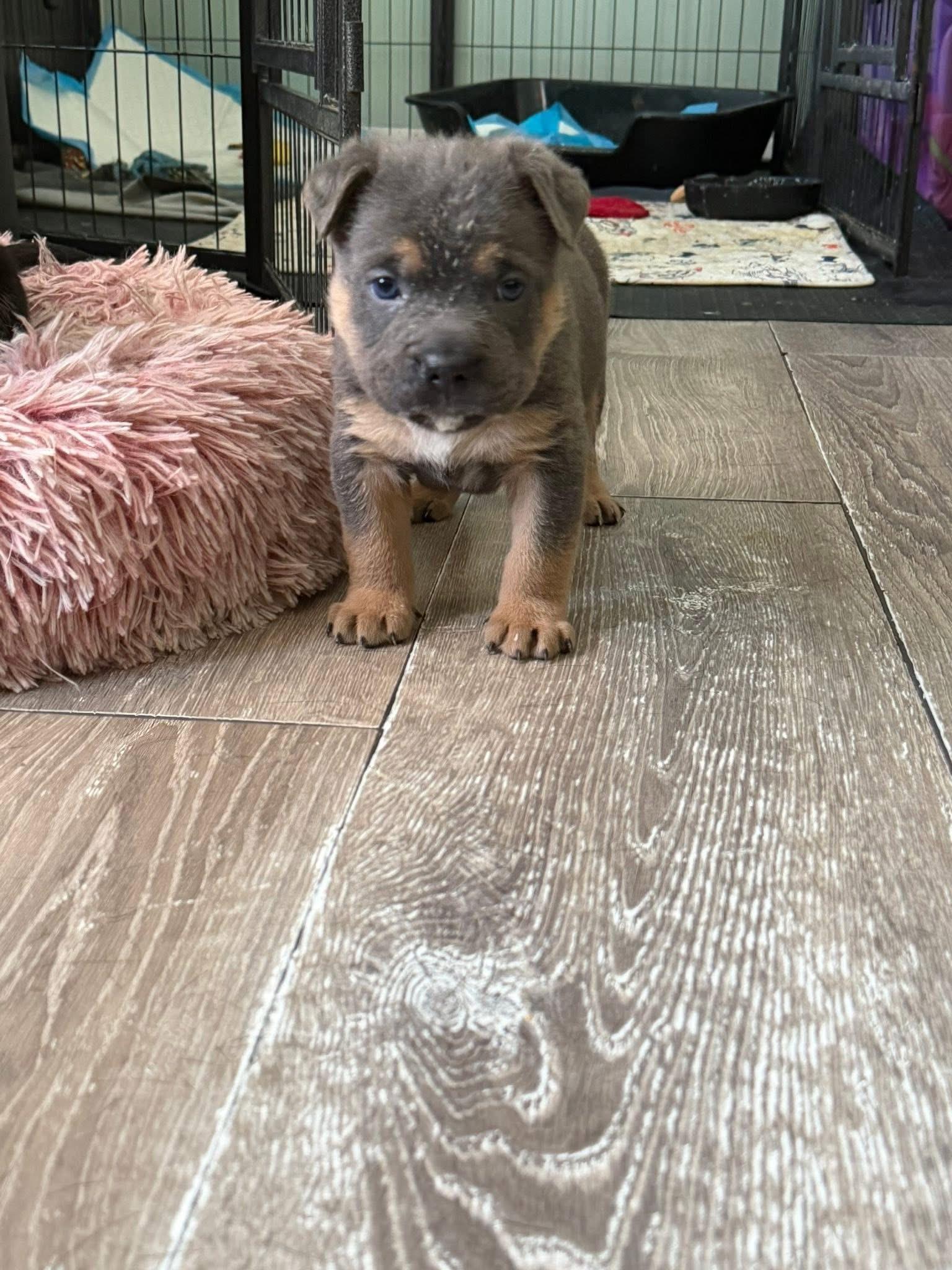 Enlarge Puppies, an adopted mixed breed in Clinton, CT image 5/6