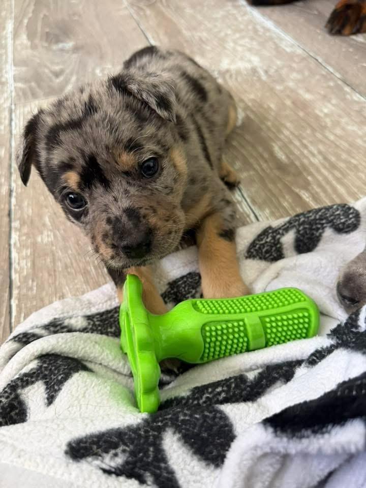 Enlarge Puppies, an adopted mixed breed in Clinton, CT image 2/6