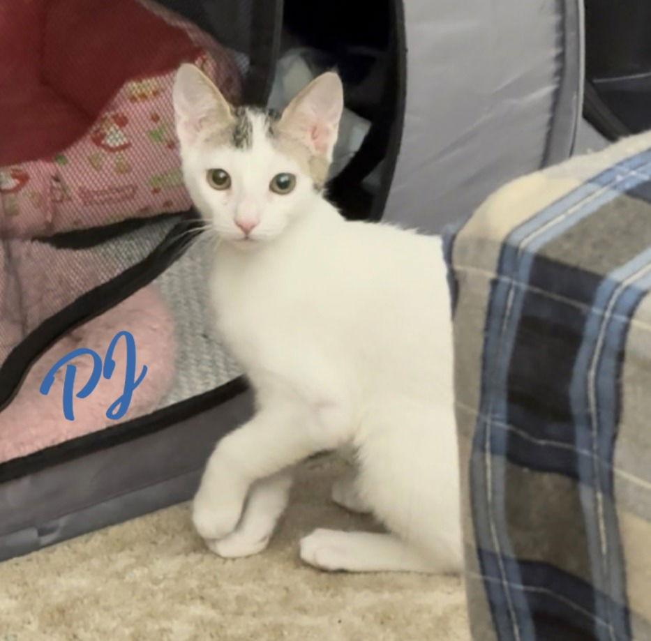 PJ #dustbin-litter, Adopted, Kitten Female Turkish Van & Domestic Short Hair.