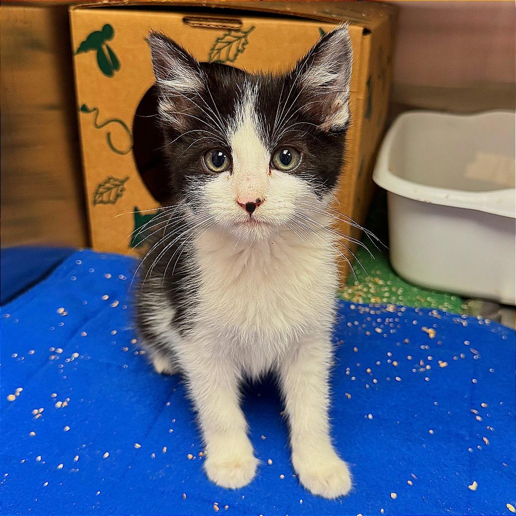 Skunk, Adoptable, Kitten Female Domestic Long Hair.