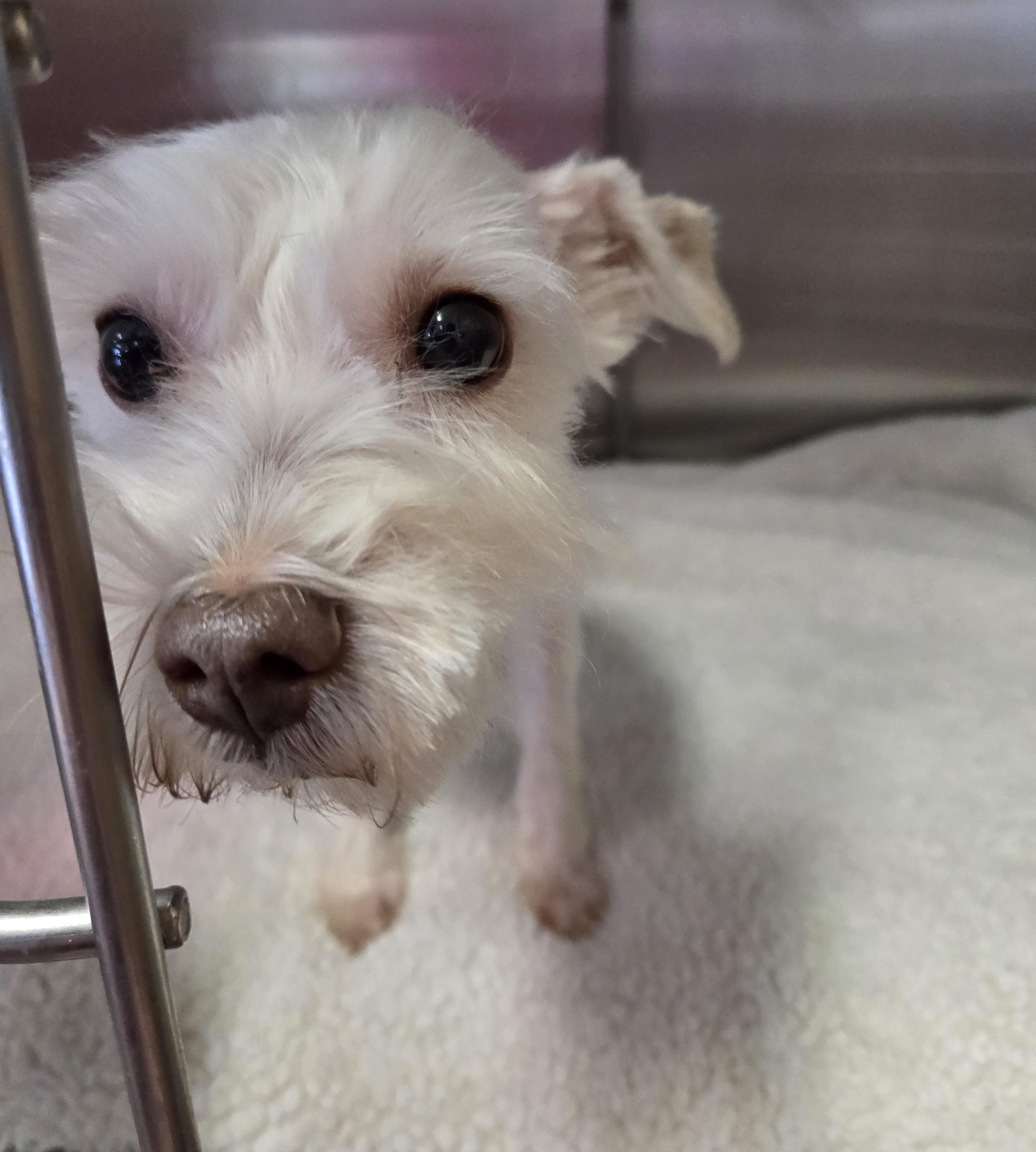 Enlarge Oscar, a Adoptable mixed breed in Lexington, MI image 3/5