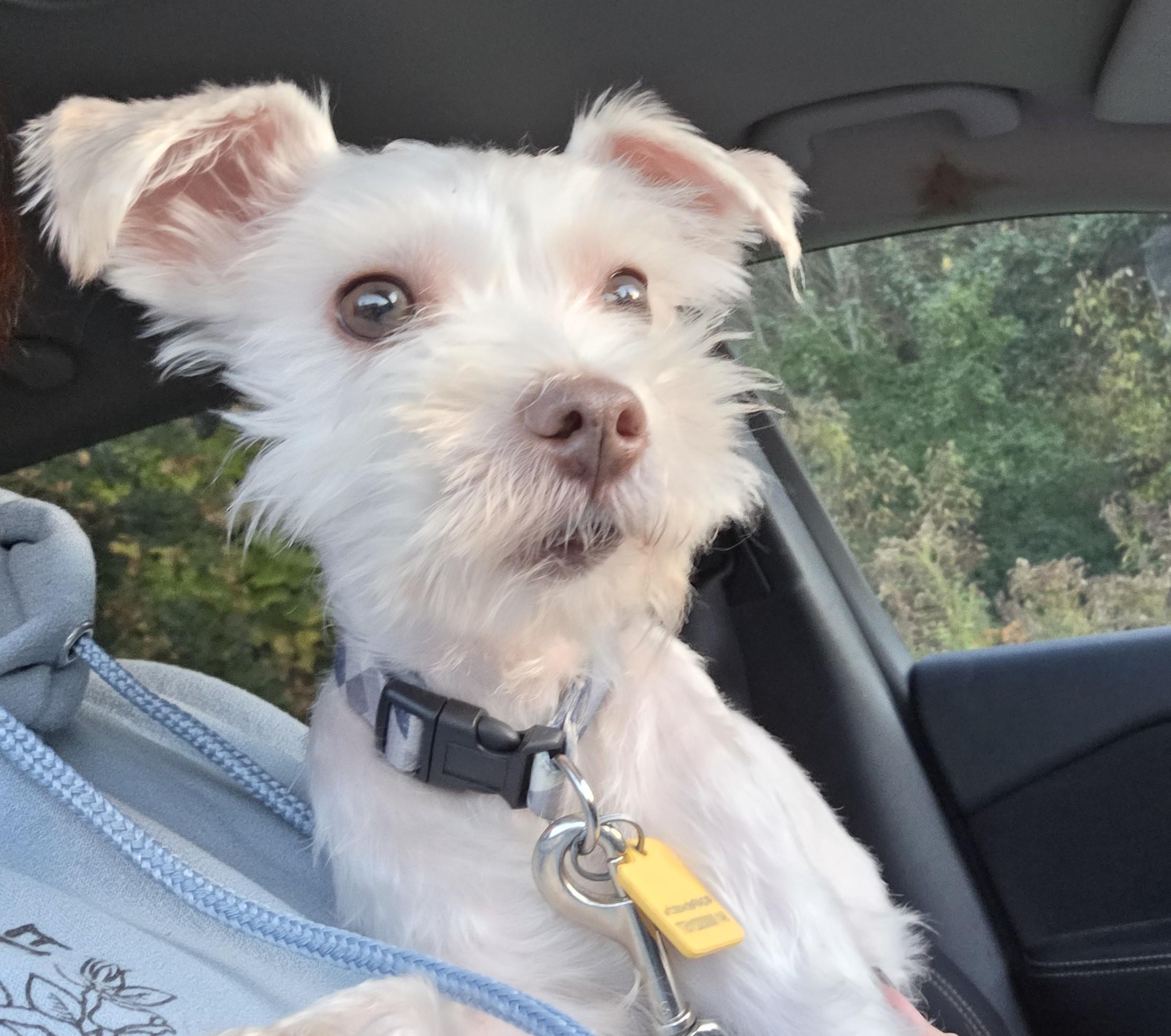 Enlarge Oscar, a Adoptable mixed breed in Lexington, MI image 5/5
