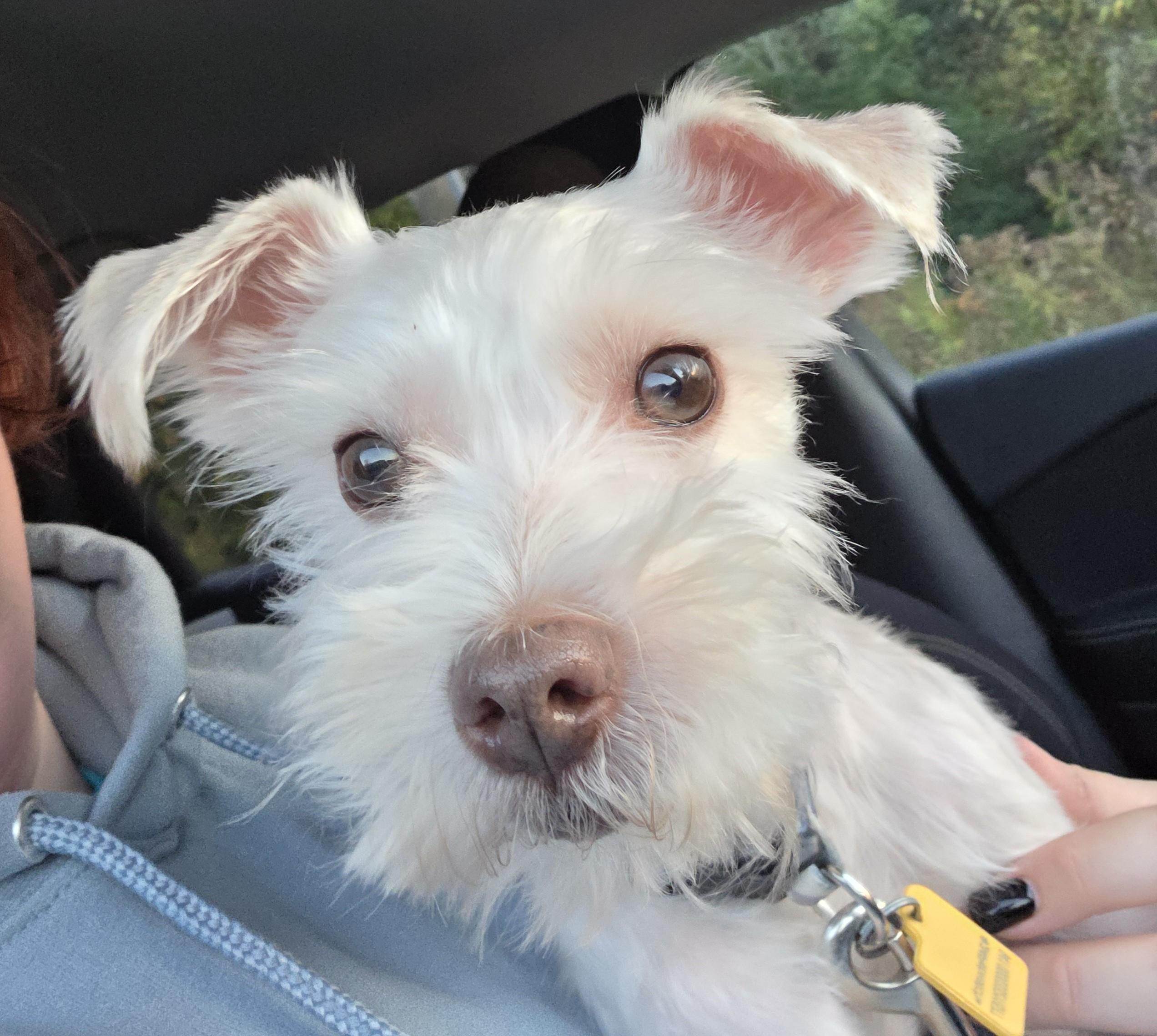 Oscar, Adoptable, Adult Male Miniature Schnauzer.