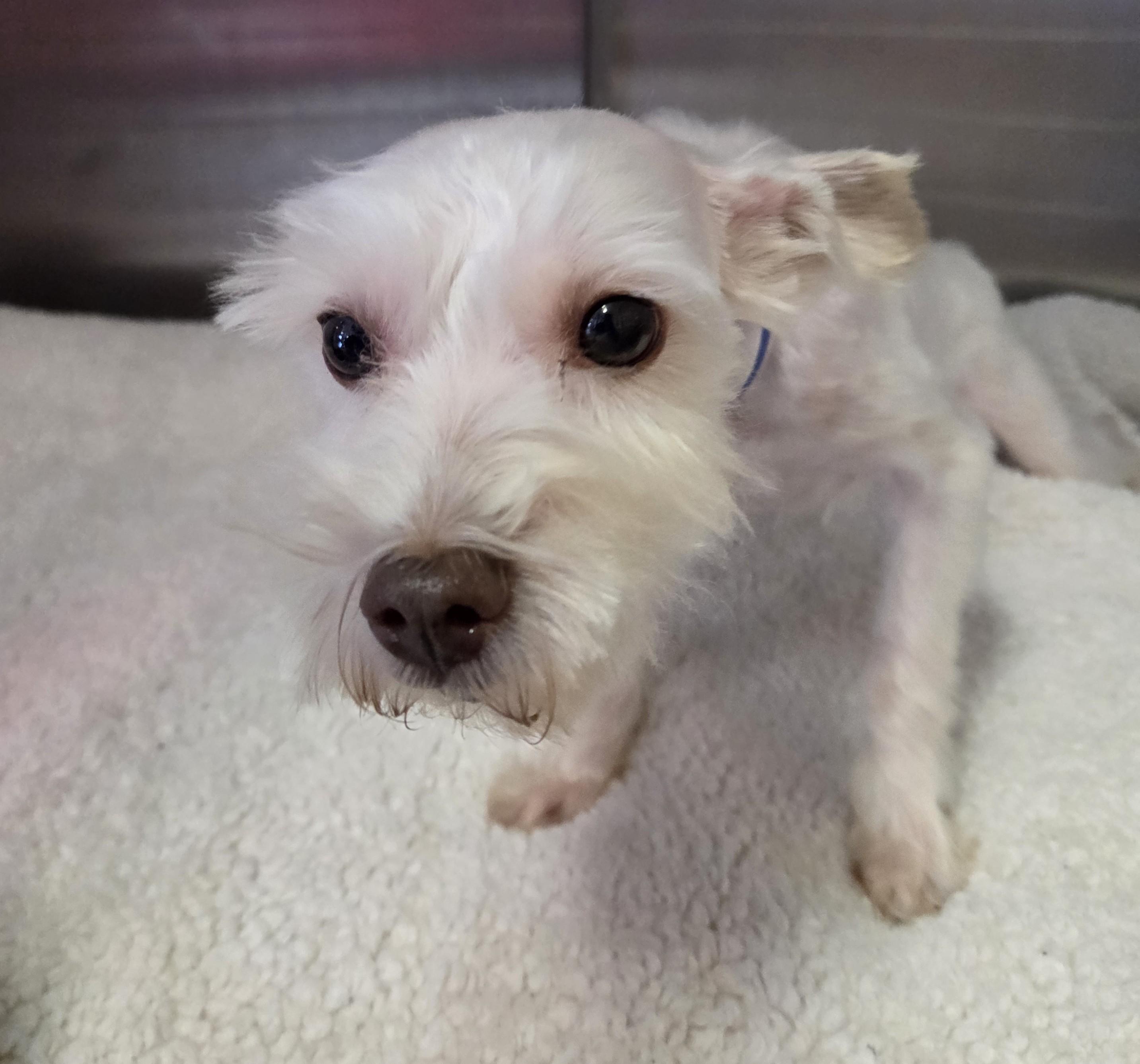 Oscar, Adoptable, Adult Male Miniature Schnauzer.