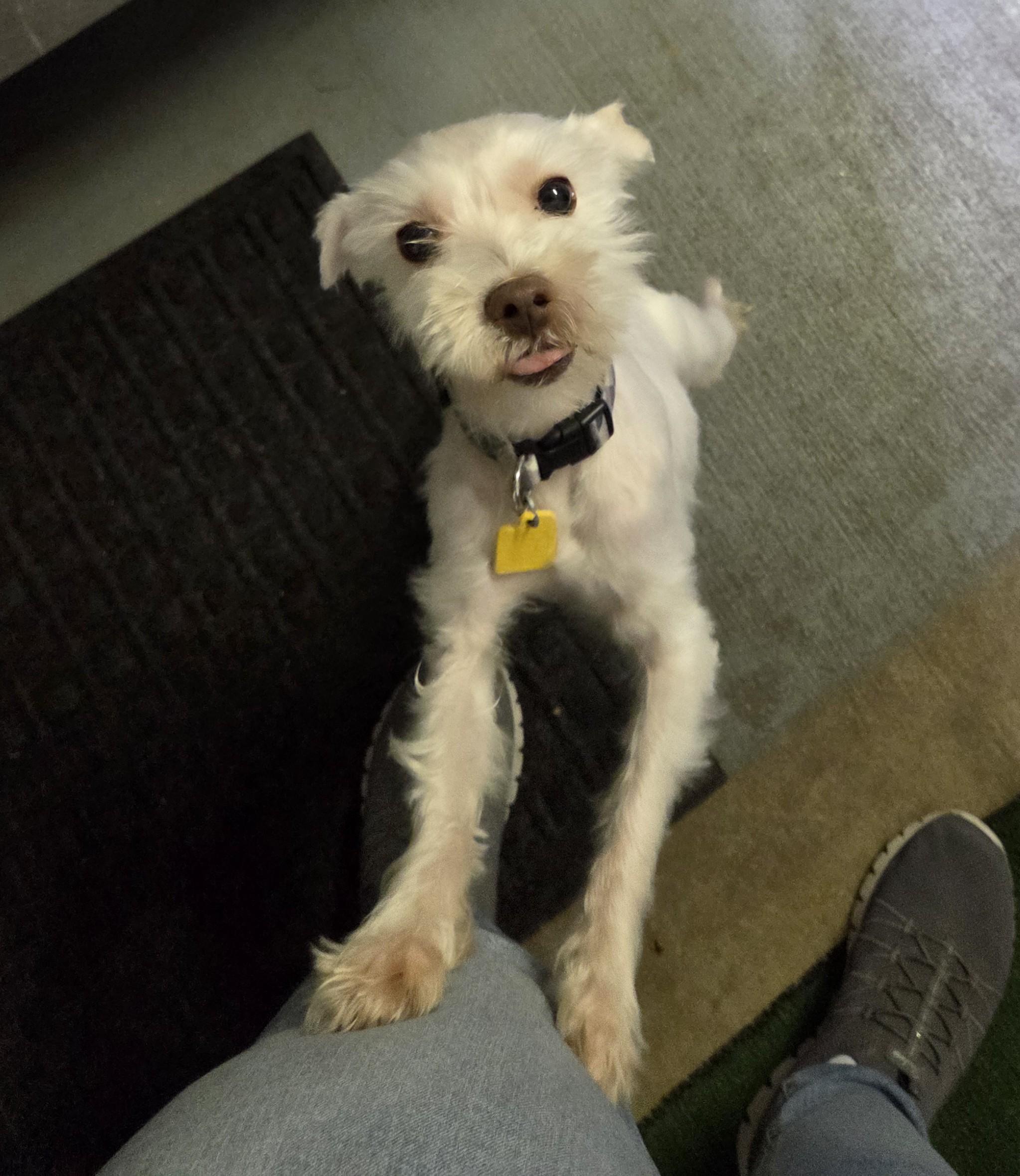 Enlarge Oscar, a Adoptable mixed breed in Lexington, MI image 4/5