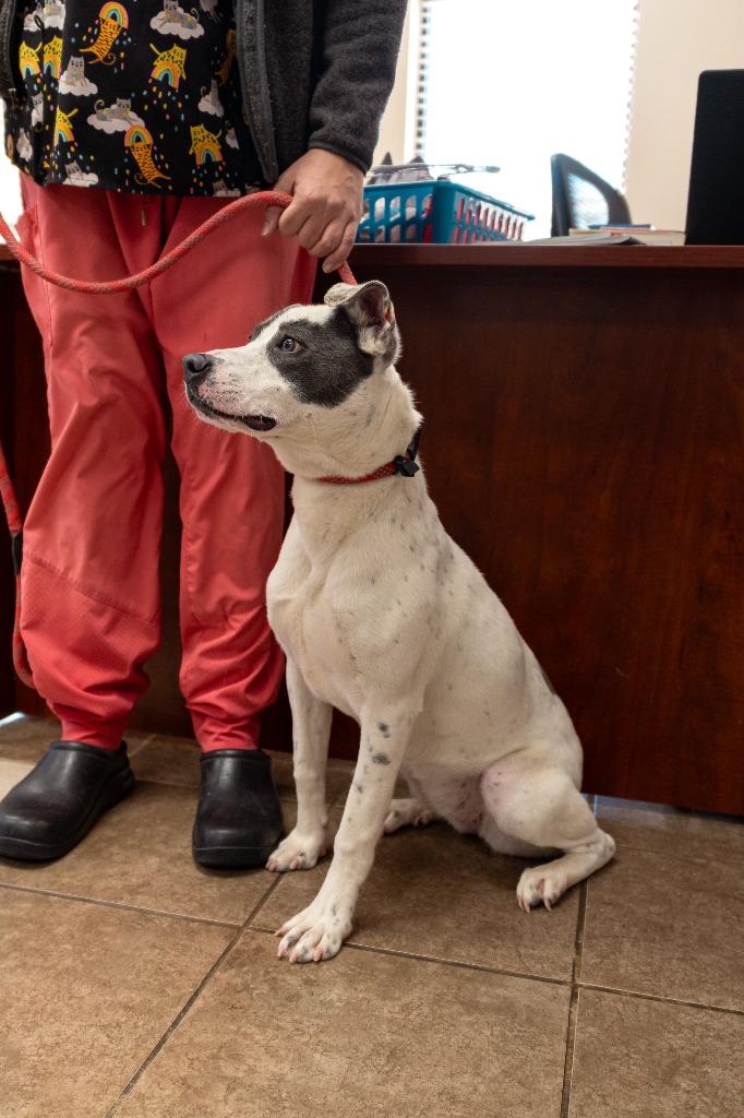 Ophelia, Adoptable, Young Female Terrier.
