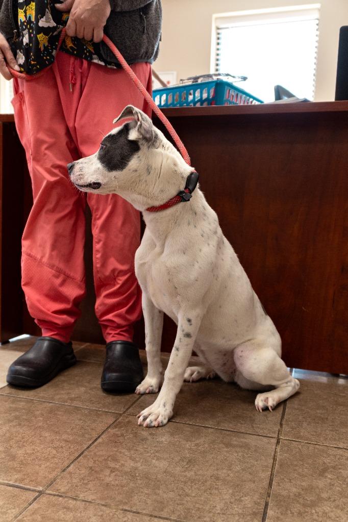 Ophelia, a Adoptable mixed breed in Mocksville, NC image 3/5