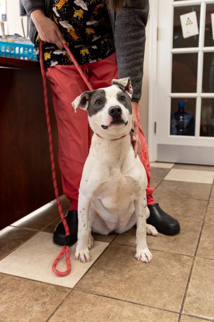 Ophelia, a Adoptable mixed breed in Mocksville, NC image 4/5