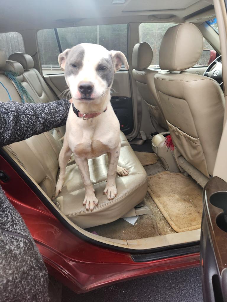 Ophelia, Adoptable, Young Female Terrier.