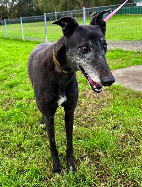 Zagadou (Cindy), Adoptable, Adult Female Greyhound.