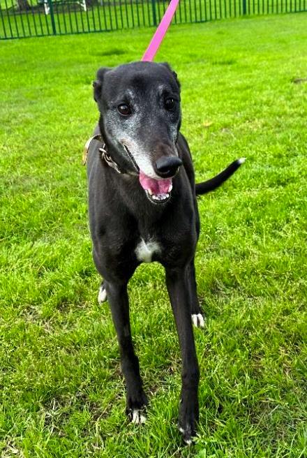 Enlarge Zagadou (Cindy), a Adoptable Greyhound in Tarpon Springs, FL image 2/3