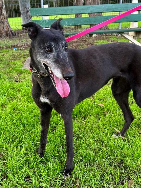 Enlarge Zagadou (Cindy), a Adoptable Greyhound in Tarpon Springs, FL image 3/3