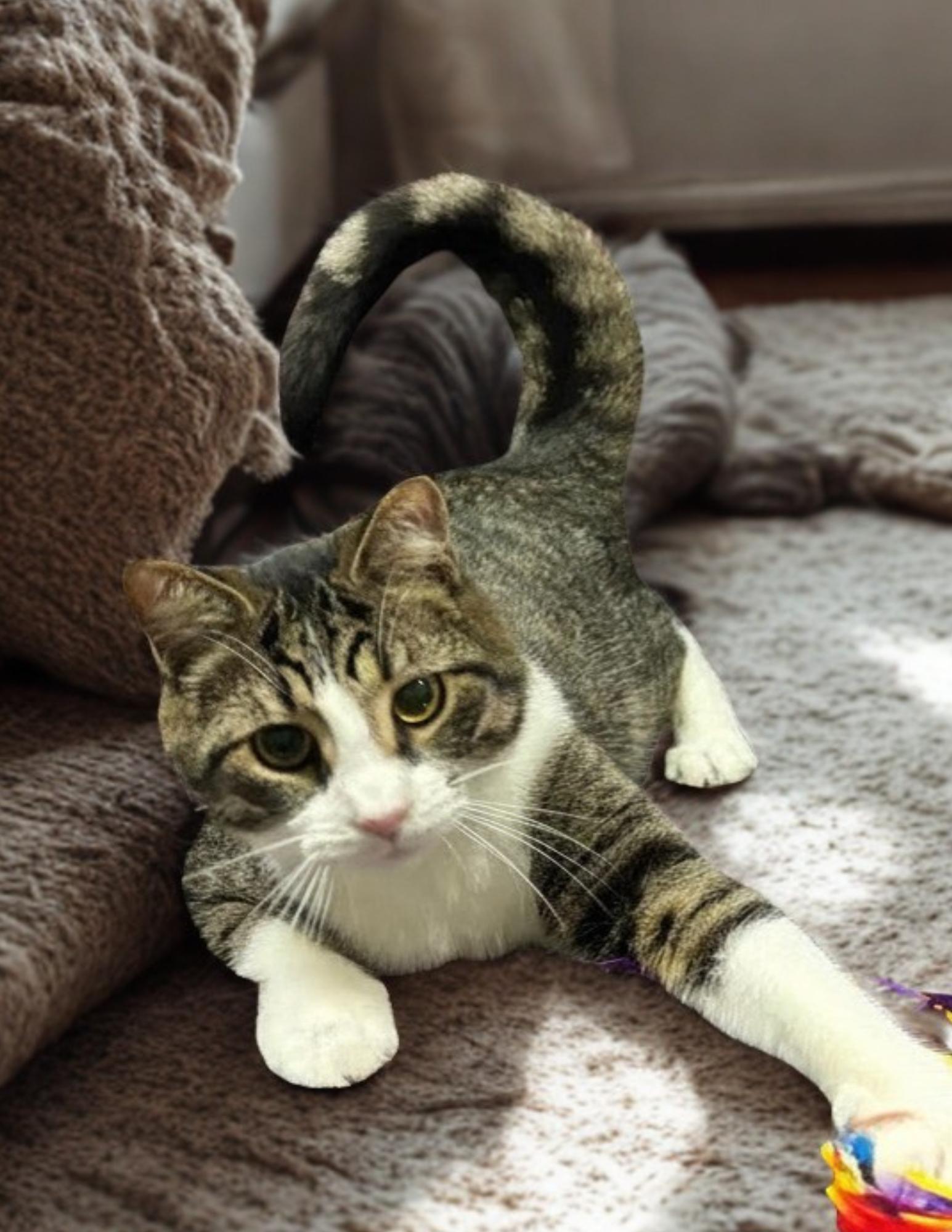 BENJI (bonded with Bodhi), an adopted Domestic Short Hair in Tillsonburg, ON image 1/4