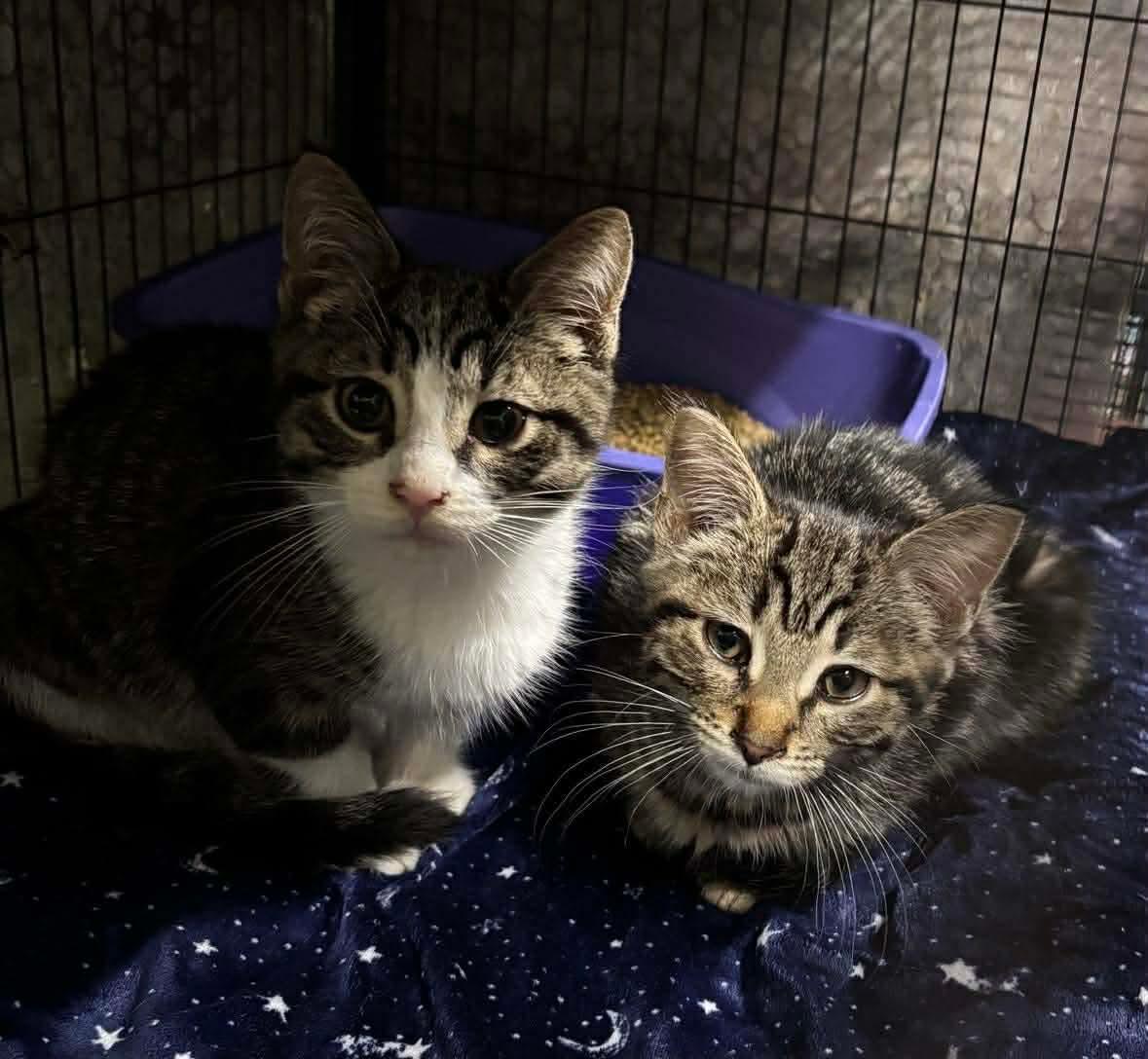 BENJI (bonded with Bodhi), an adopted Domestic Short Hair in Tillsonburg, ON image 4/4