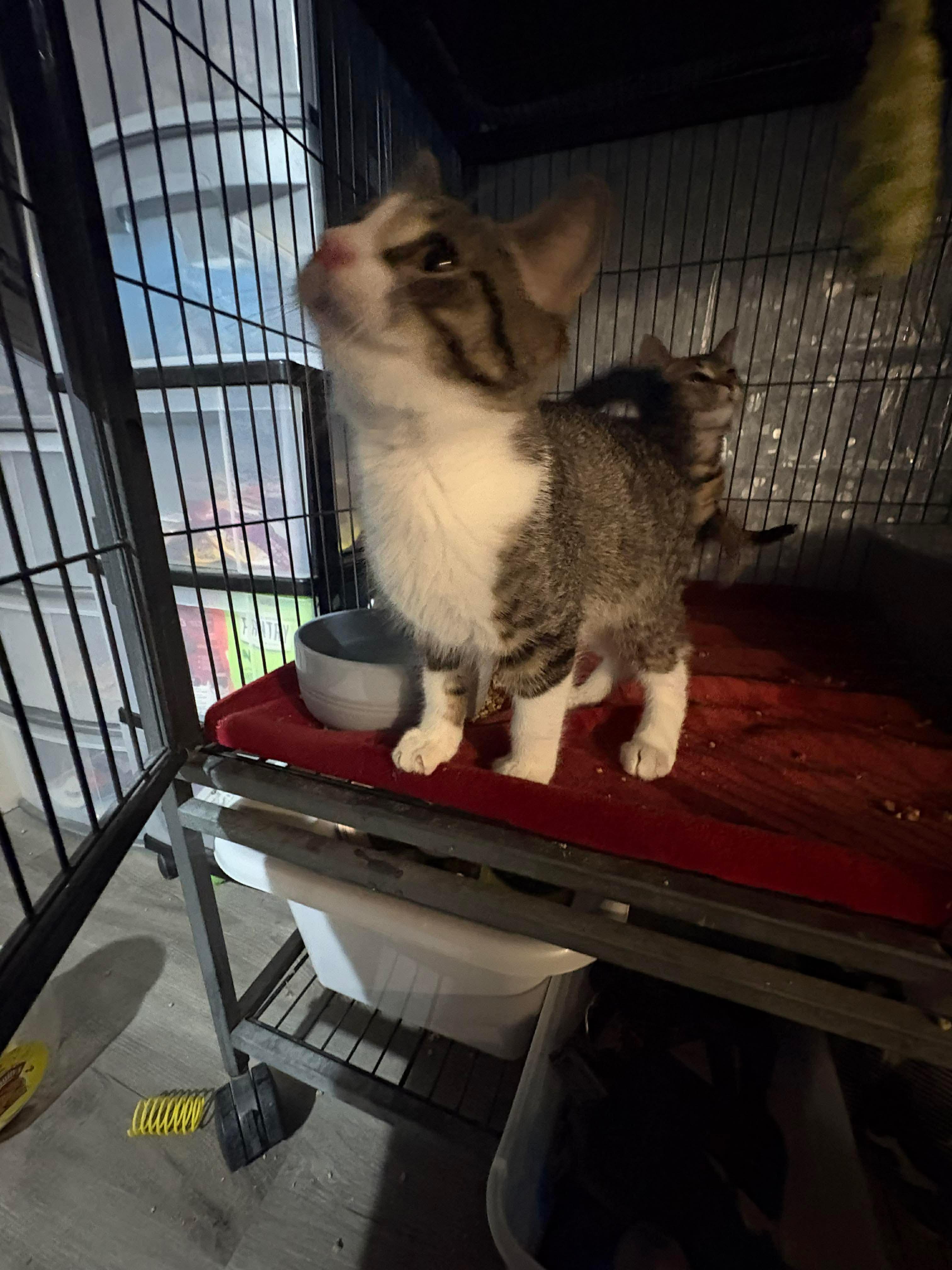 BENJI (bonded with Bodhi), an adopted Domestic Short Hair in Tillsonburg, ON image 3/4