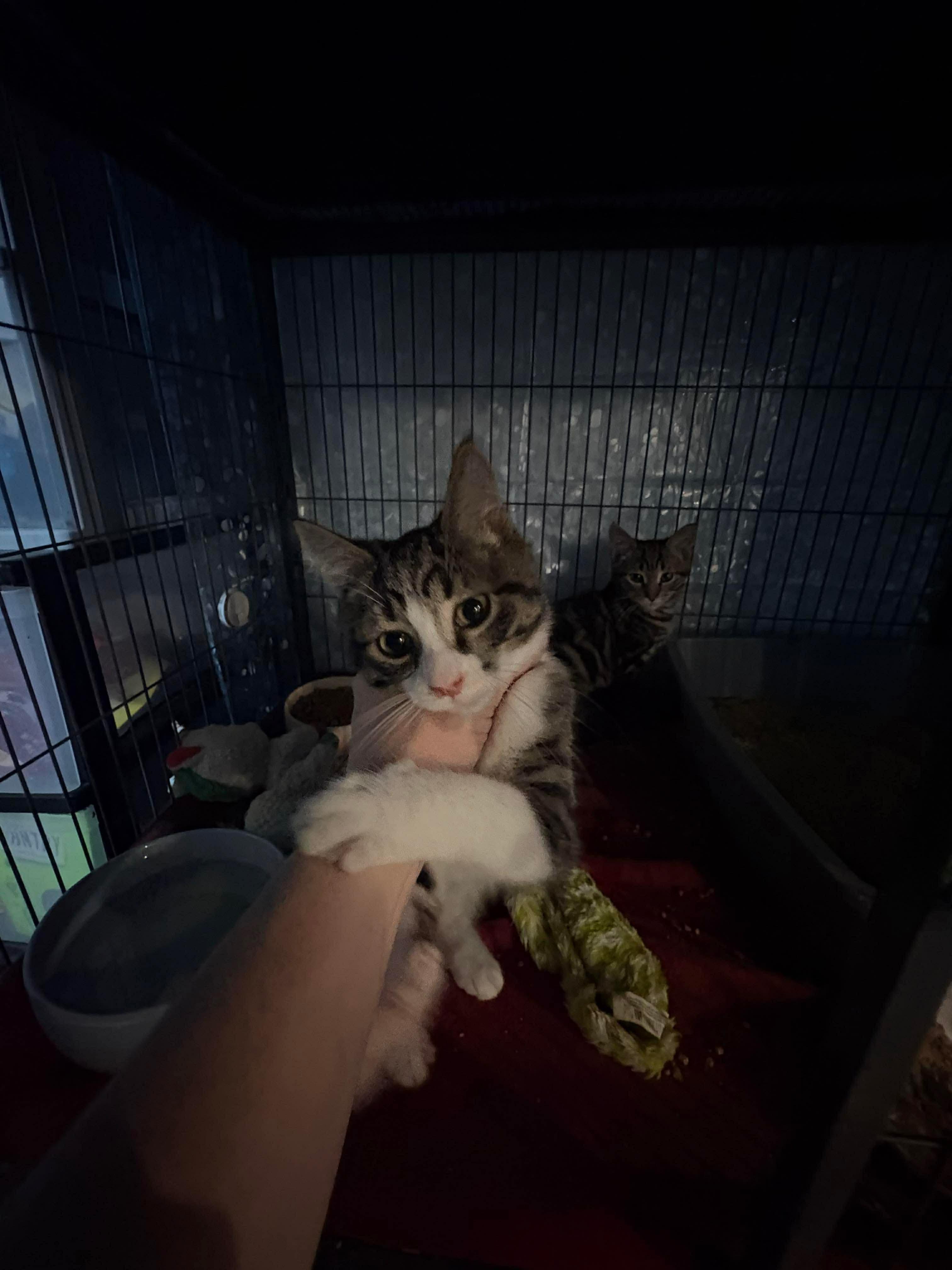BENJI (bonded with Bodhi), an adopted Domestic Short Hair in Tillsonburg, ON image 2/4