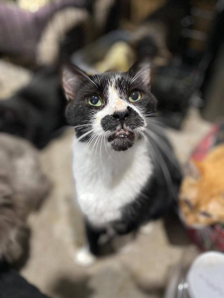 Andy, Adoptable, Senior Male Domestic Short Hair.