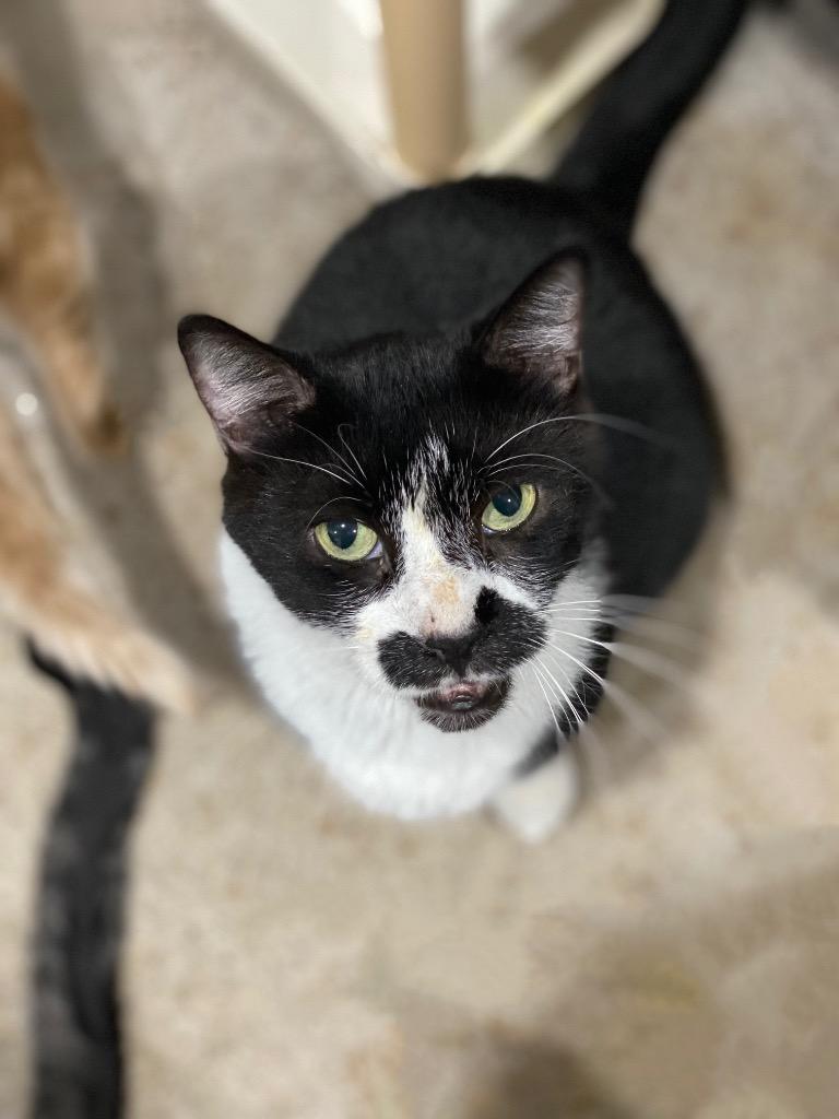 Enlarge Andy, a Adoptable mixed breed in Markham, ON image 2/6