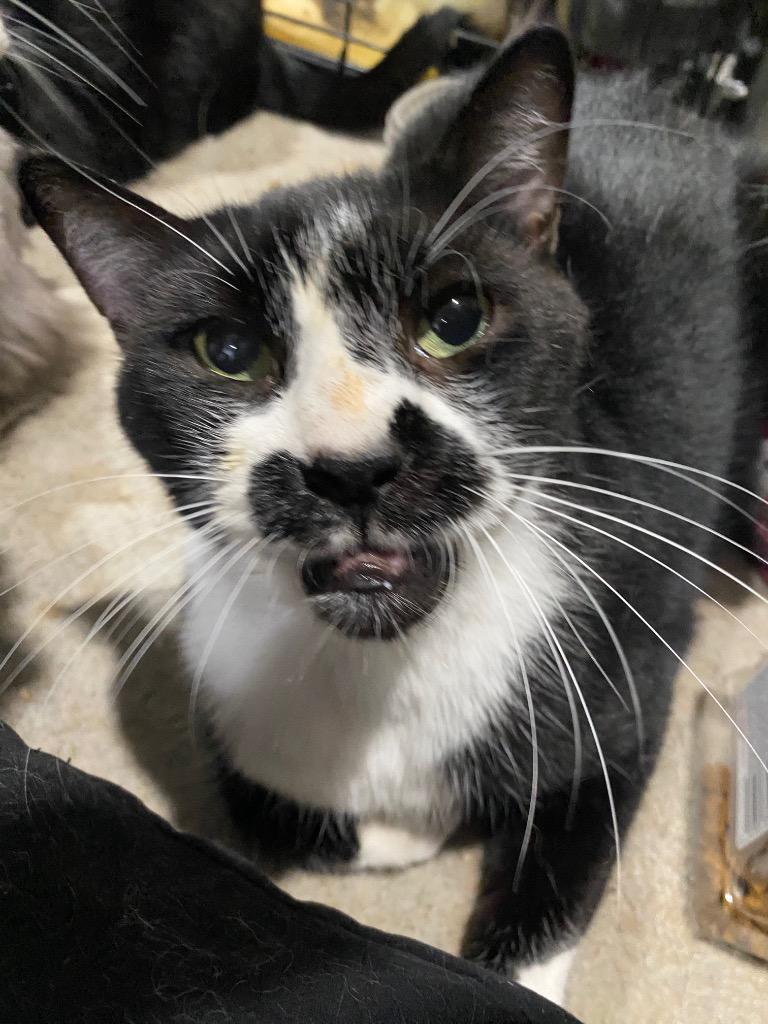 Enlarge Andy, a Adoptable mixed breed in Markham, ON image 3/6