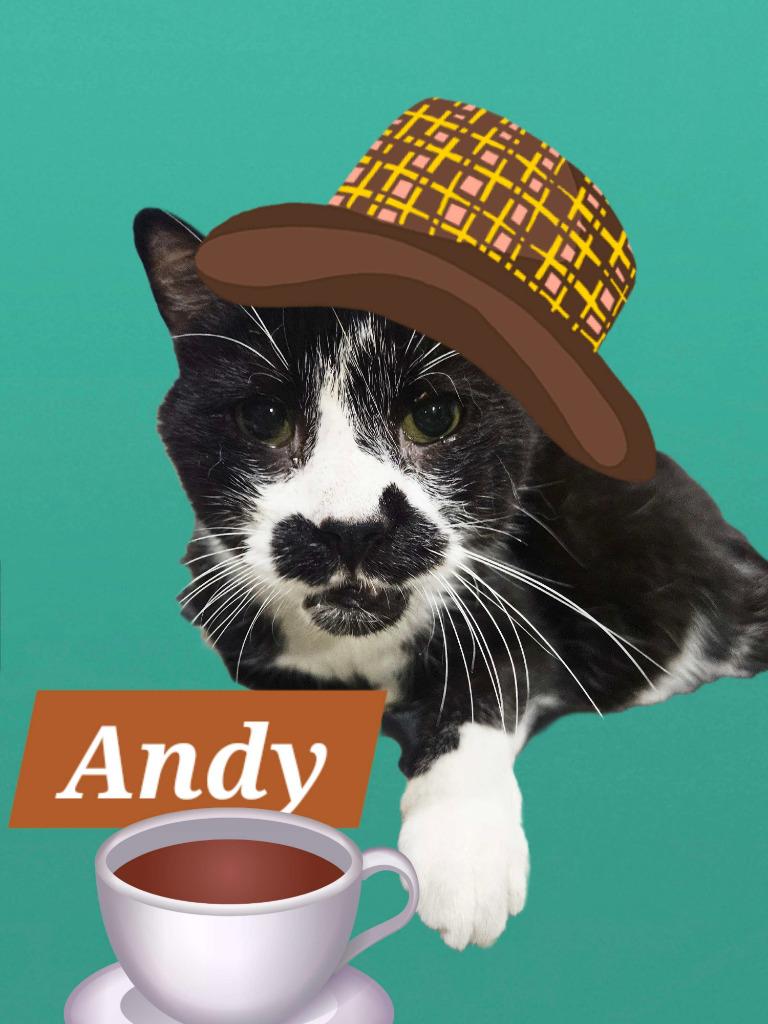 Enlarge Andy, a Adoptable mixed breed in Markham, ON image 5/6