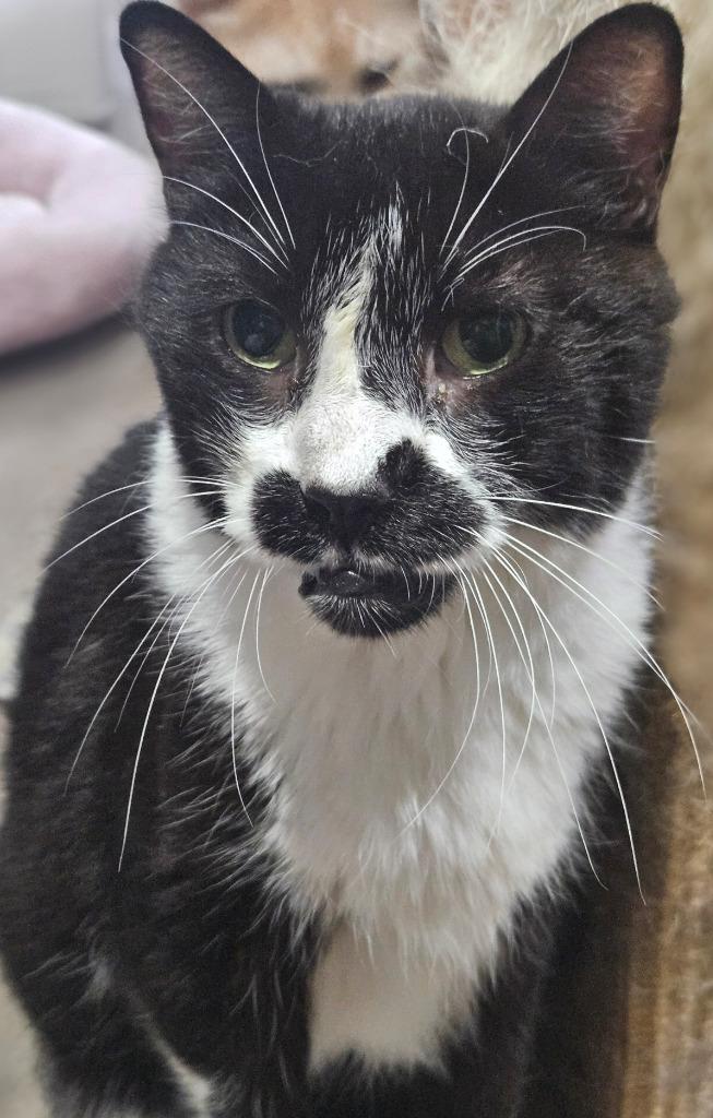 Enlarge Andy, a Adoptable mixed breed in Markham, ON image 6/6