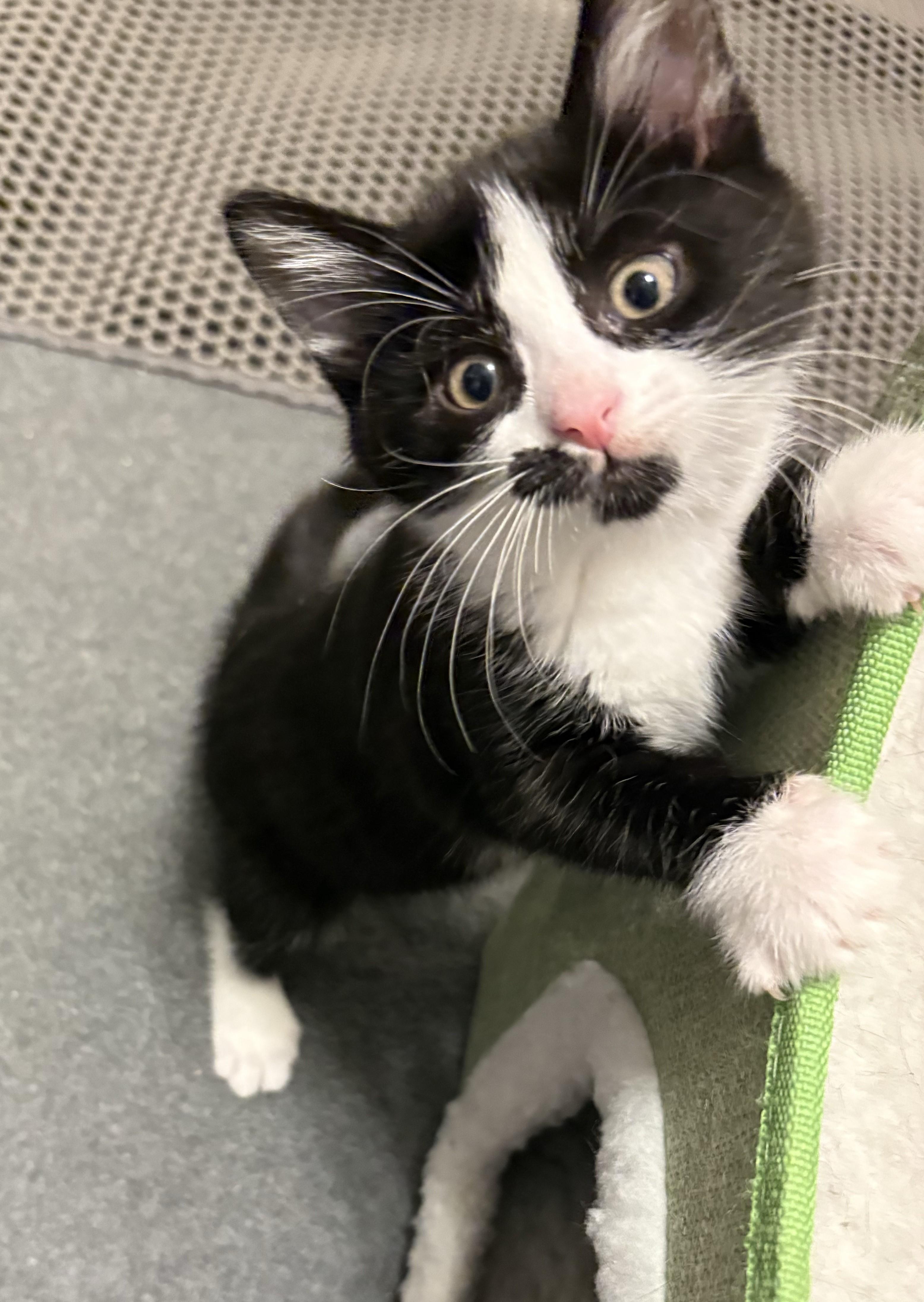 Boots, a ADOPTABLE Tuxedo in New Albany, OH image 4/5