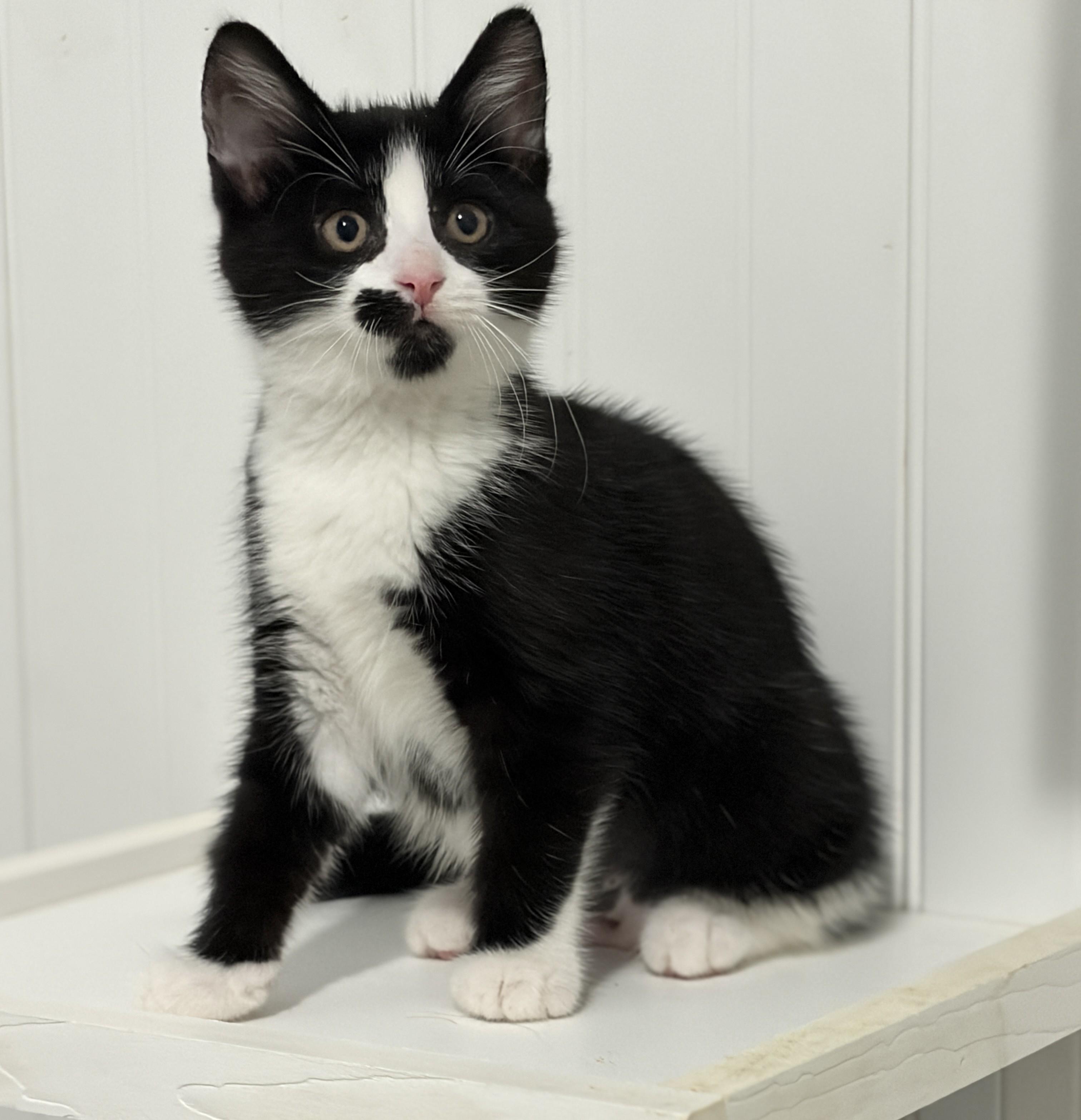 Boots, ADOPTABLE, Kitten Female Tuxedo.