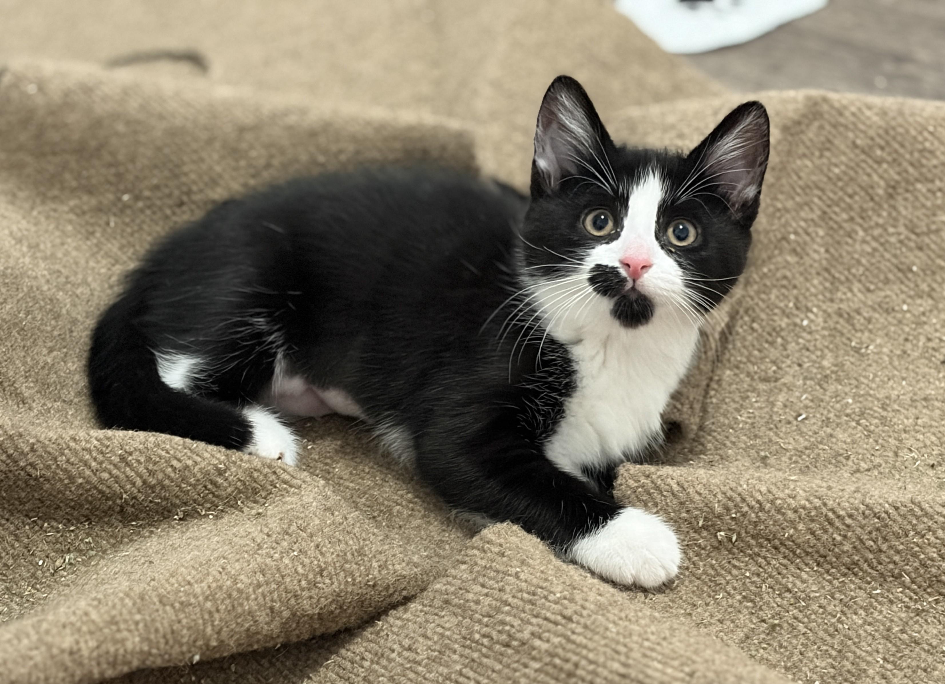 Boots, a ADOPTABLE Tuxedo in New Albany, OH image 2/5