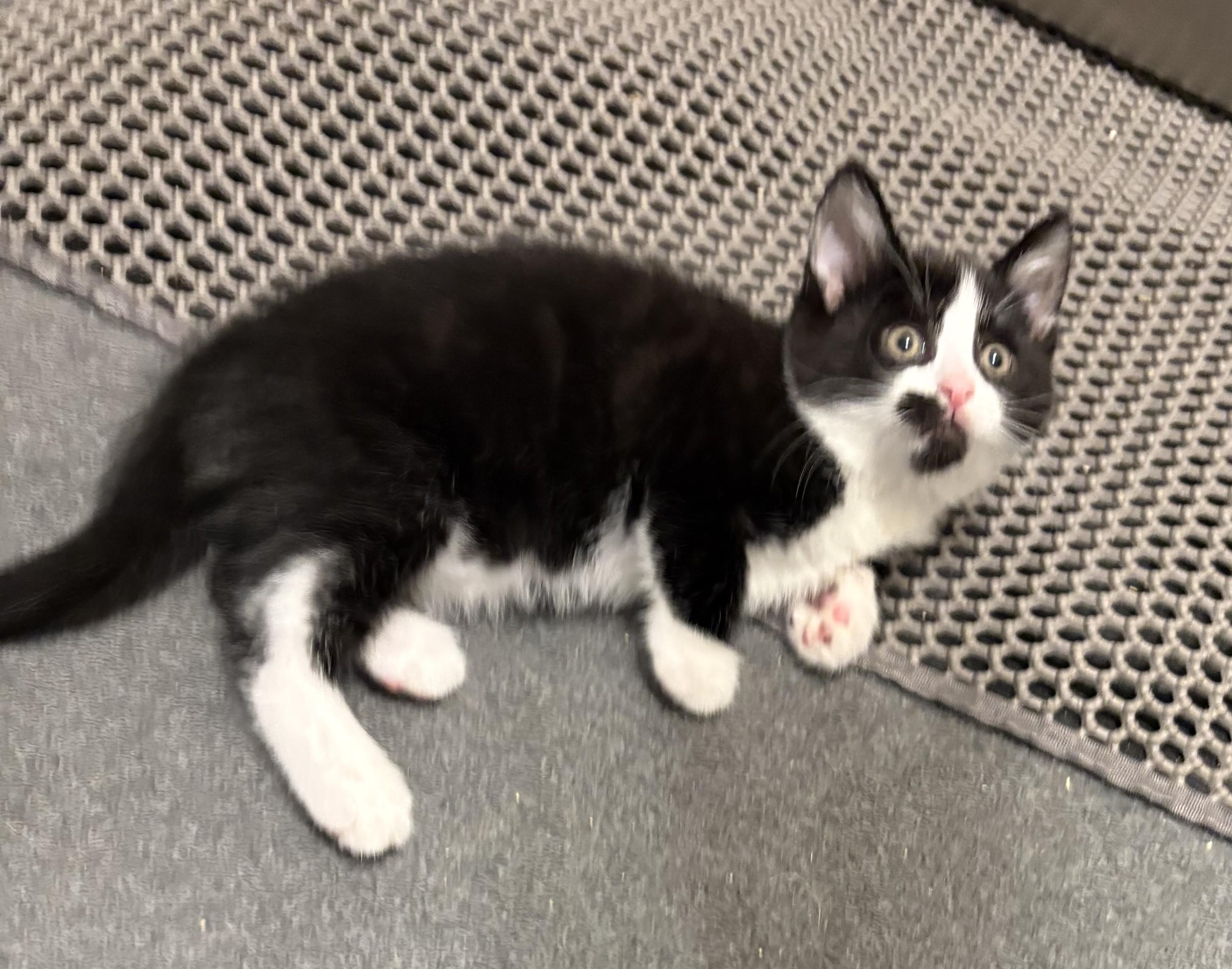 Boots, a ADOPTABLE Tuxedo in New Albany, OH image 5/5