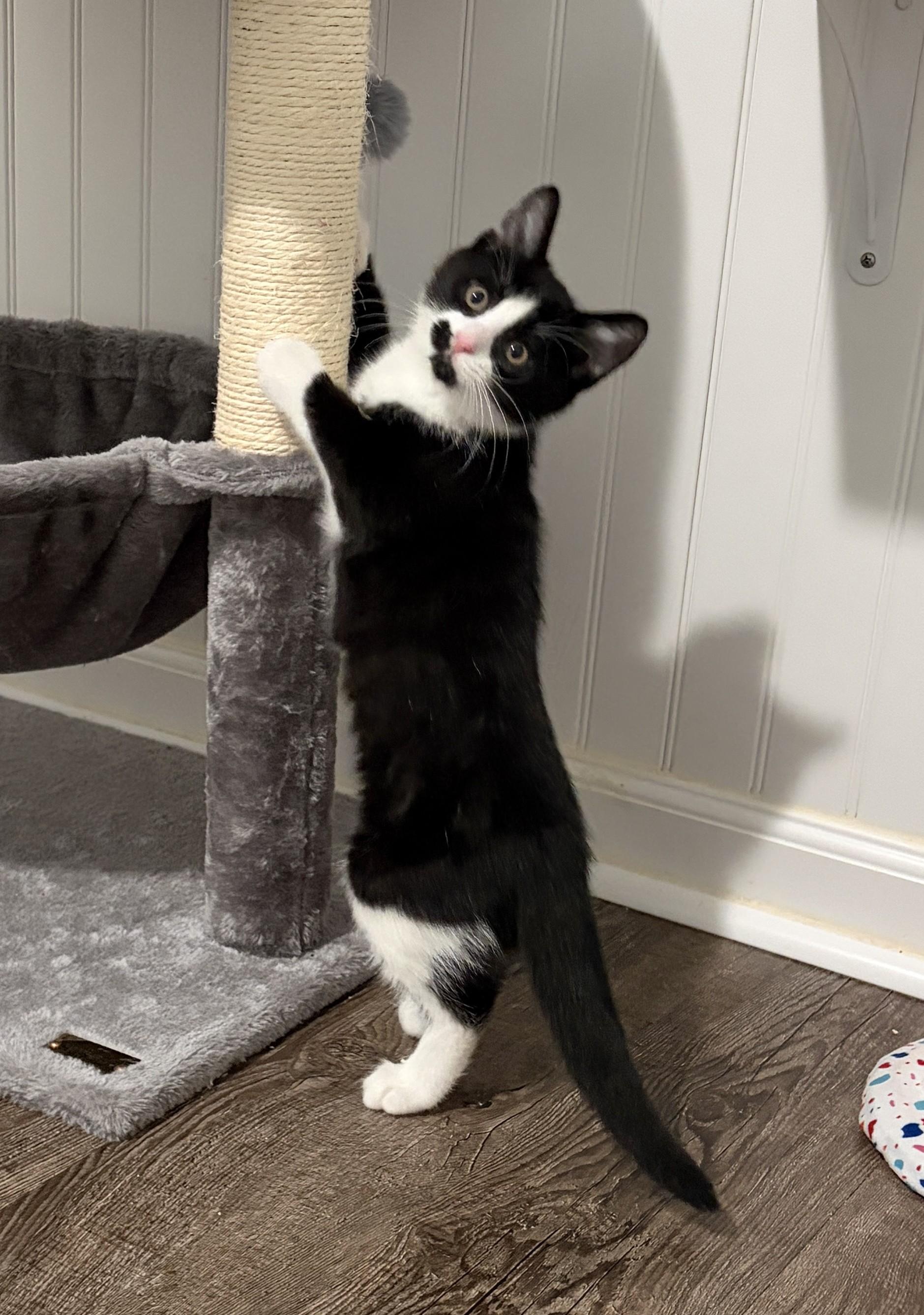 Boots, a ADOPTABLE Tuxedo in New Albany, OH image 3/5