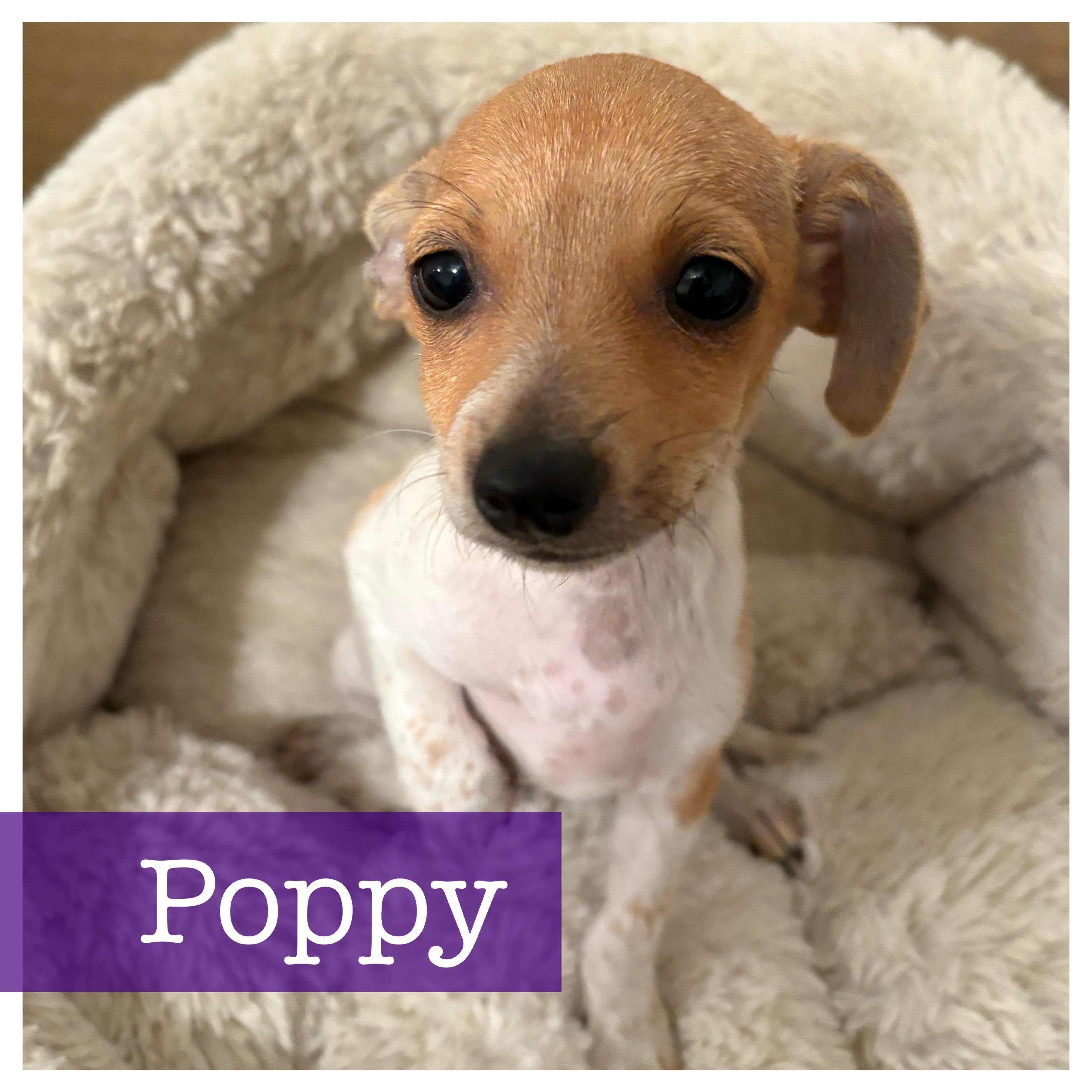 Poppy Chiweenie Dog