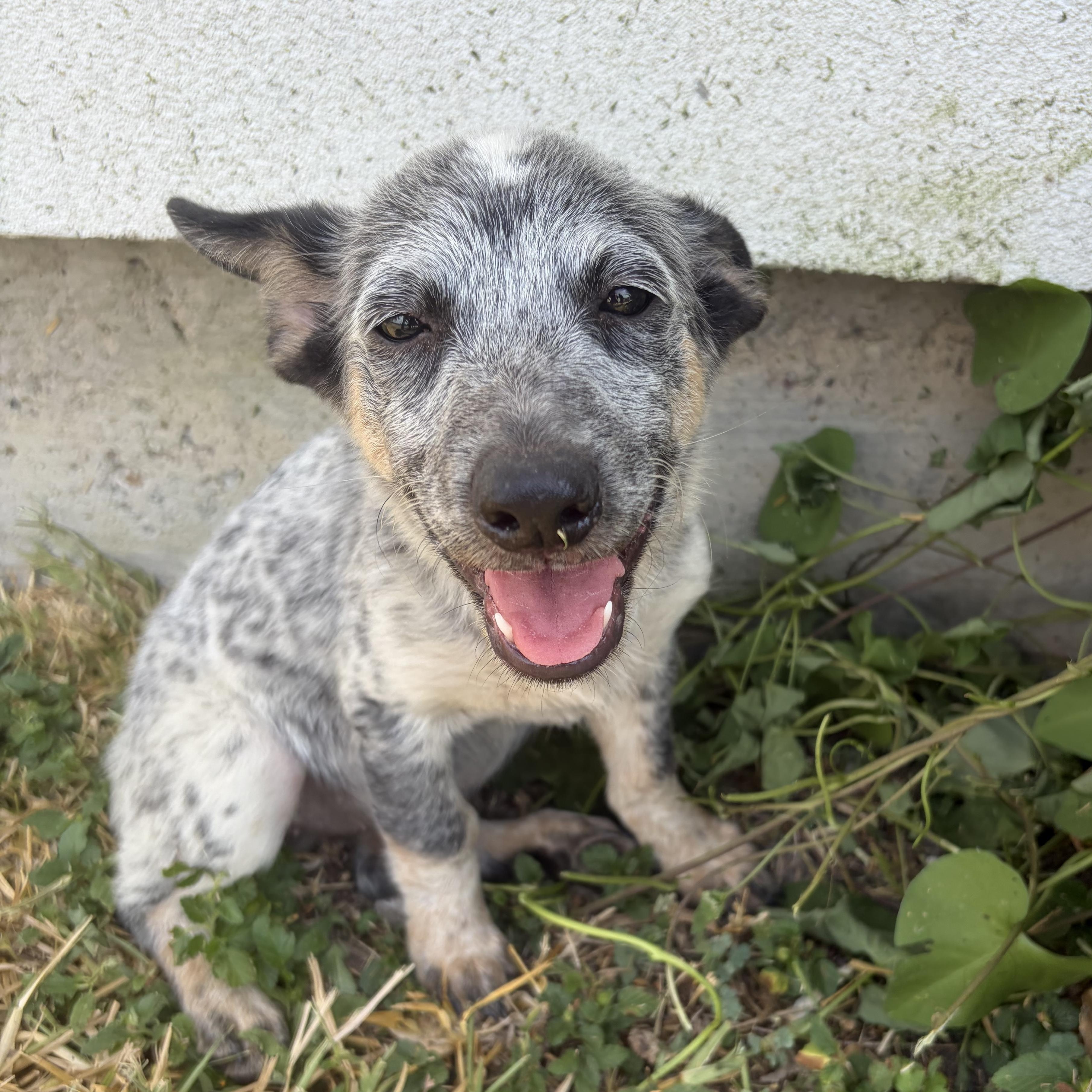 Enlarge Ariel, a Adopted Australian Cattle Dog / Blue Heeler in Tacoma, WA image 2/3