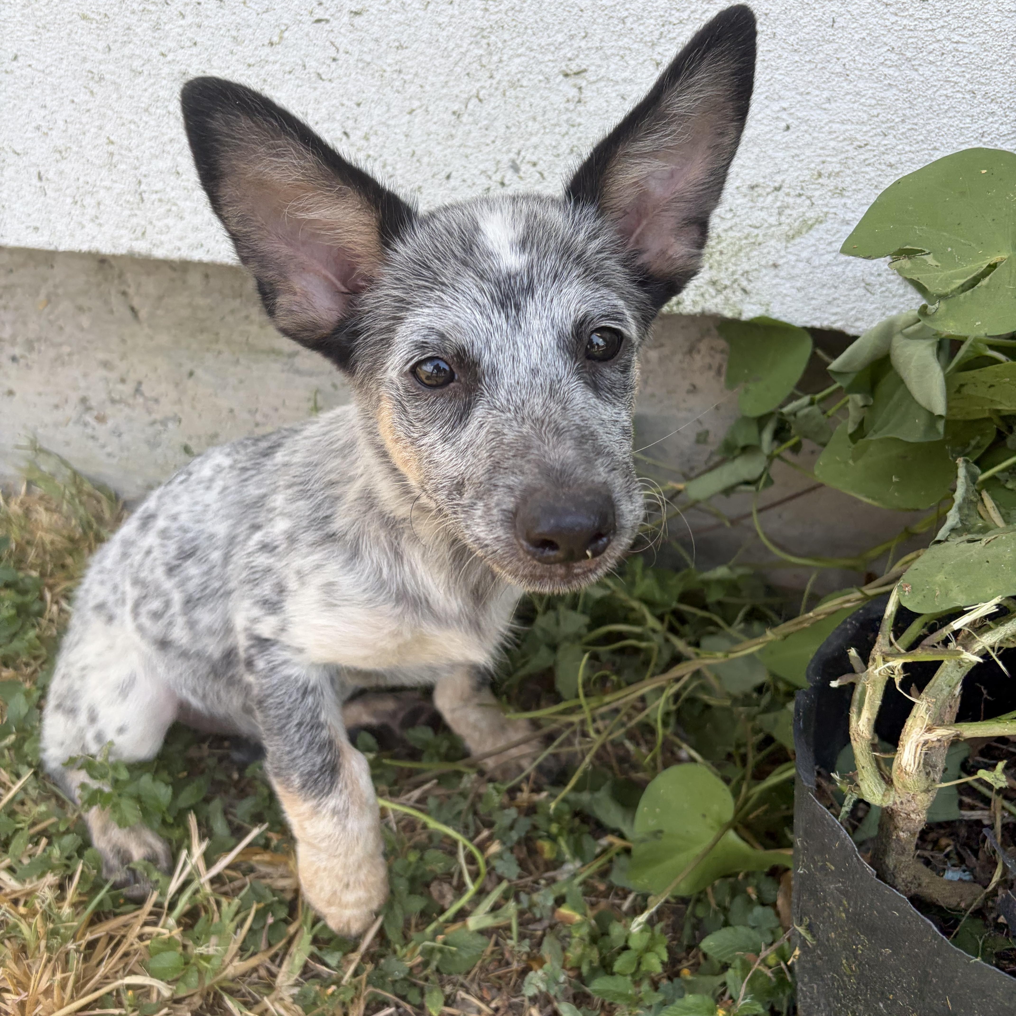Enlarge Ariel, a Adopted Australian Cattle Dog / Blue Heeler in Tacoma, WA image 1/3