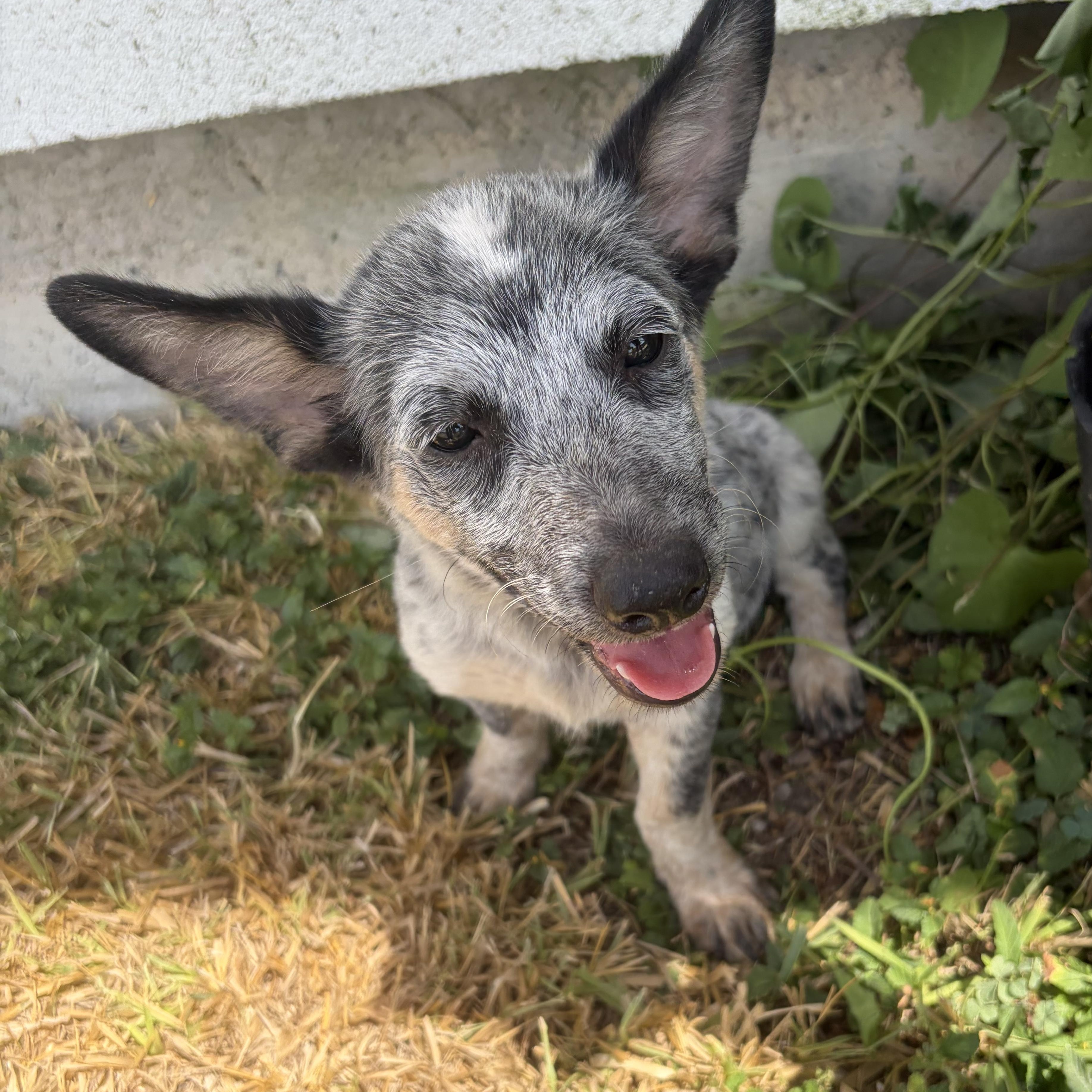 Enlarge Ariel, a Adopted Australian Cattle Dog / Blue Heeler in Tacoma, WA image 3/3