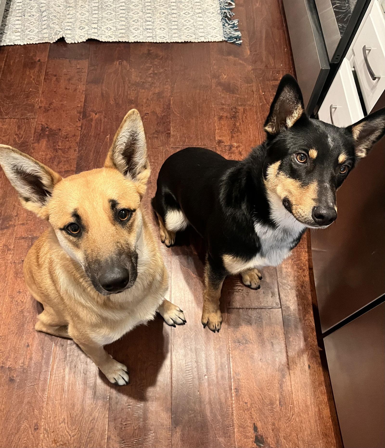 URGENT NEED FOSTER - Snickers, a Adoptable mixed breed in Milpitas, CA image 1/3