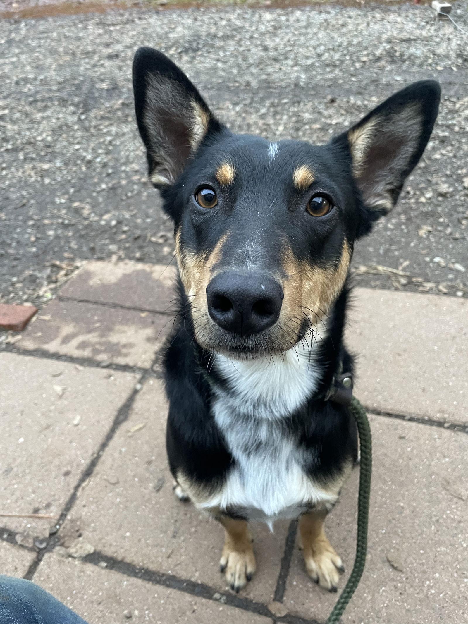 Snickers, Adoptable, Adult Male Australian Kelpie & Australian Cattle Dog / Blue Heeler.