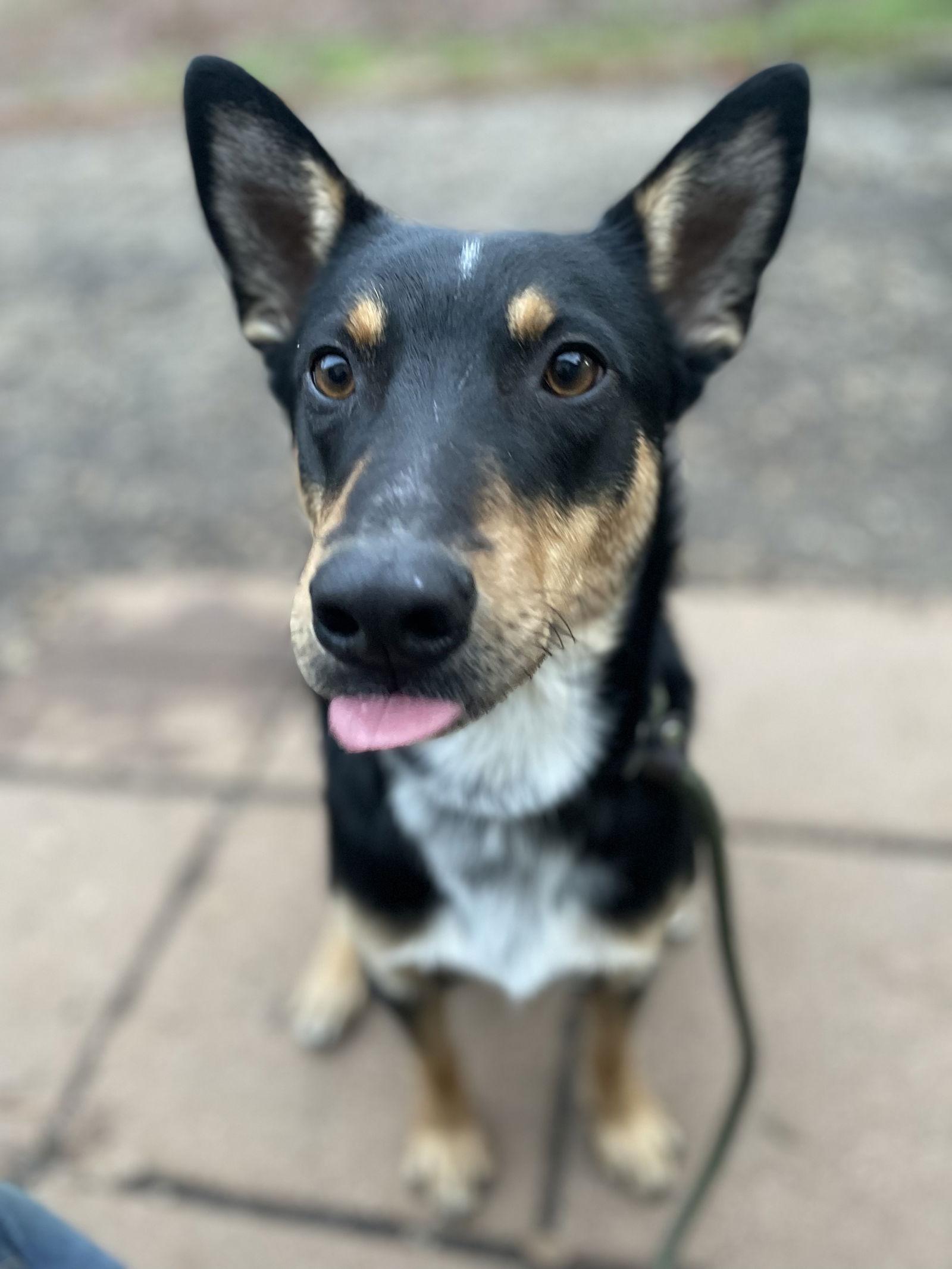 URGENT NEED FOSTER - Snickers, a Adoptable mixed breed in Milpitas, CA image 3/3