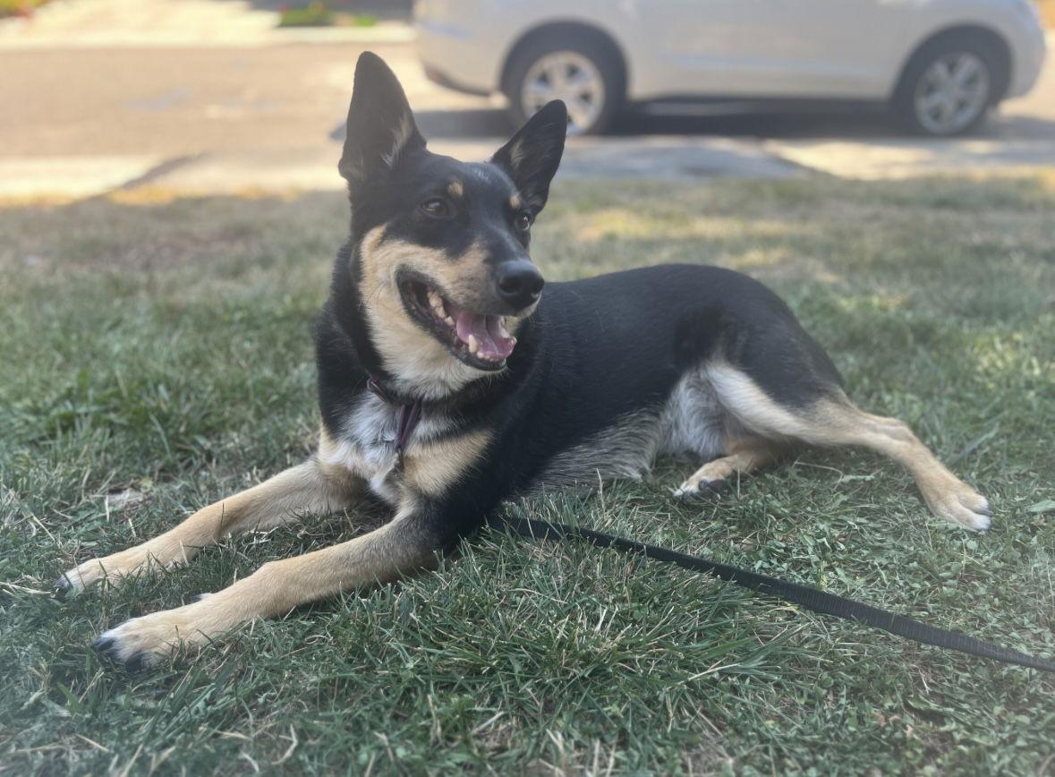 Enlarge Snickers, a Adoptable mixed breed in Milpitas, CA image 3/3