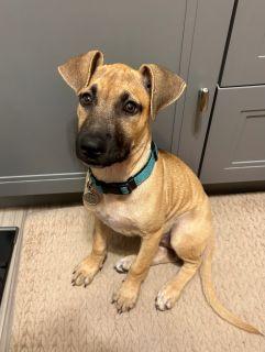 Enlarge Rorie, a Adoptable Mixed Breed in Schaumburg, IL image 3/5