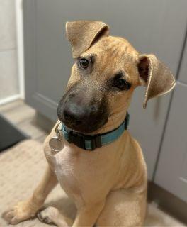 Enlarge Rorie, a Adoptable Mixed Breed in Schaumburg, IL image 4/5