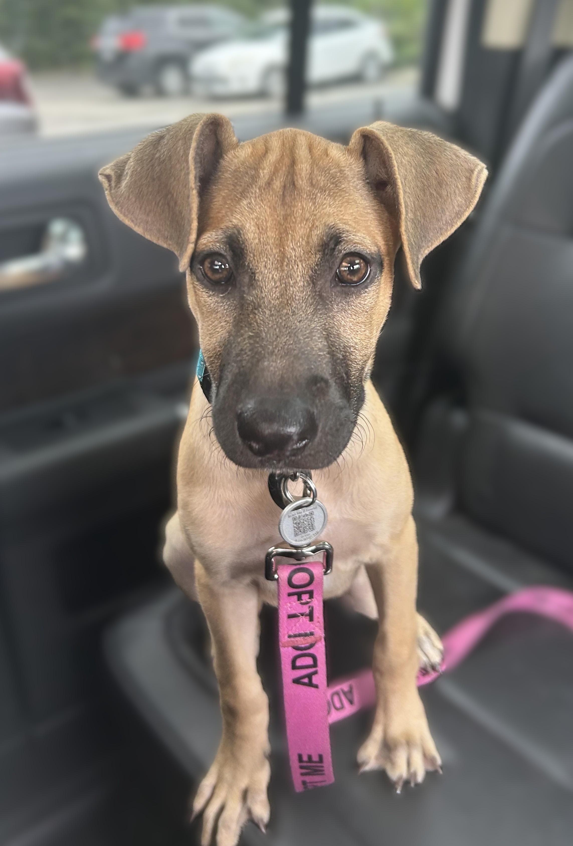 Enlarge Rorie, a Adoptable Mixed Breed in Schaumburg, IL image 2/5