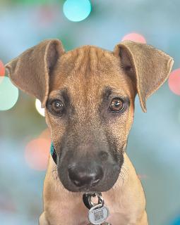 Enlarge Rorie, a Adoptable Mixed Breed in Schaumburg, IL image 1/5