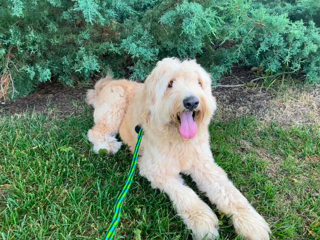 Teddy, Adopted, Young Male Mixed Breed.