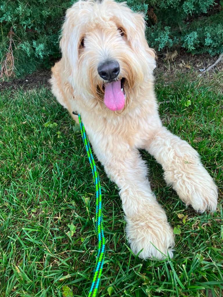 Enlarge Teddy, a Adopted mixed breed in Liverpool, NY image 2/3