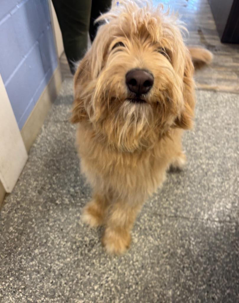 Enlarge Teddy, a Adopted mixed breed in Liverpool, NY image 3/3