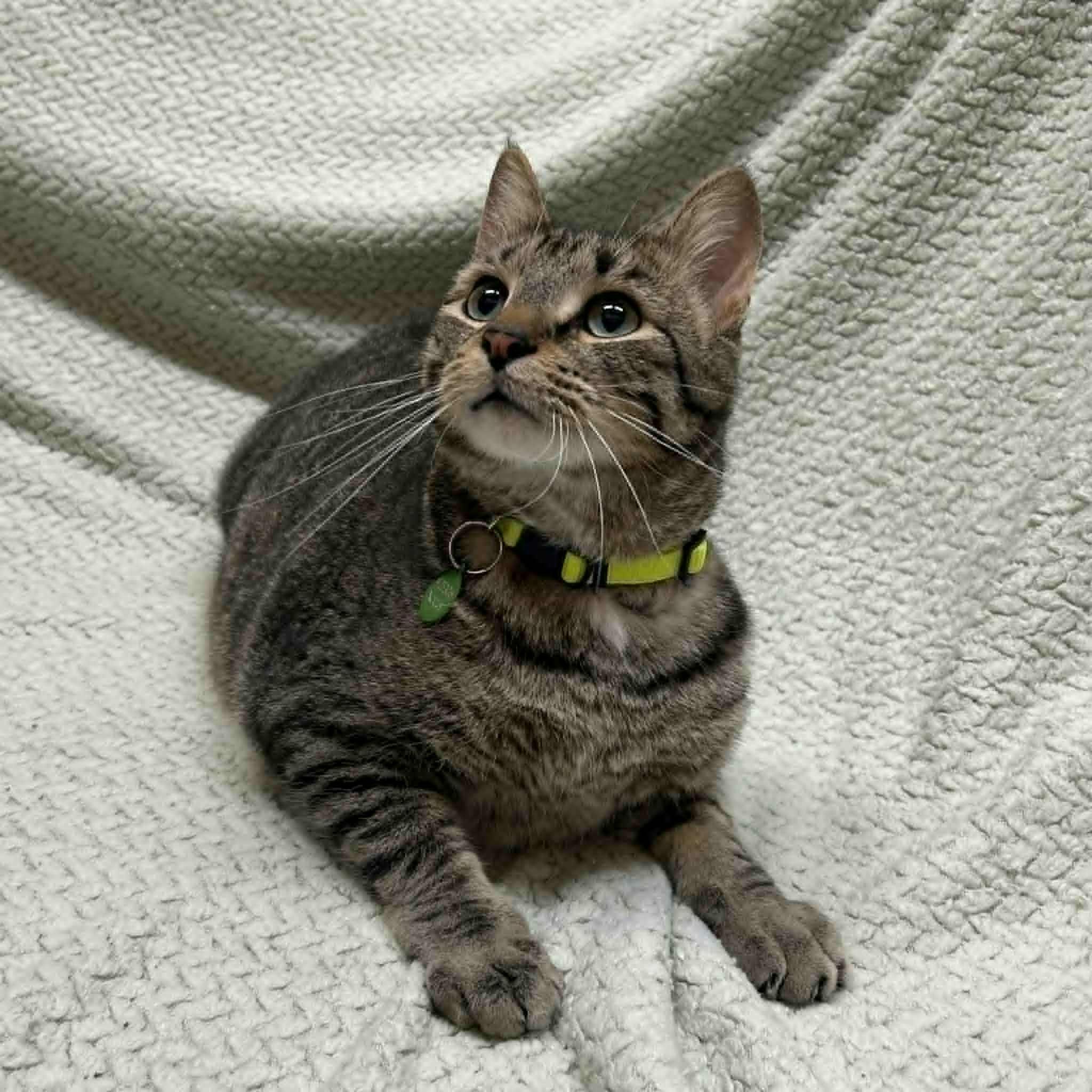 Noctis, a Adoptable mixed breed in Alexandria, MN image 2/2