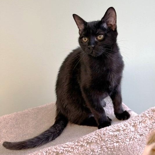 Enlarge Arroz, a Adoptable Domestic Short Hair in Lombard, IL image 1/4