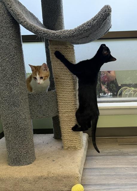 Enlarge Arroz, a Adoptable Domestic Short Hair in Lombard, IL image 4/4