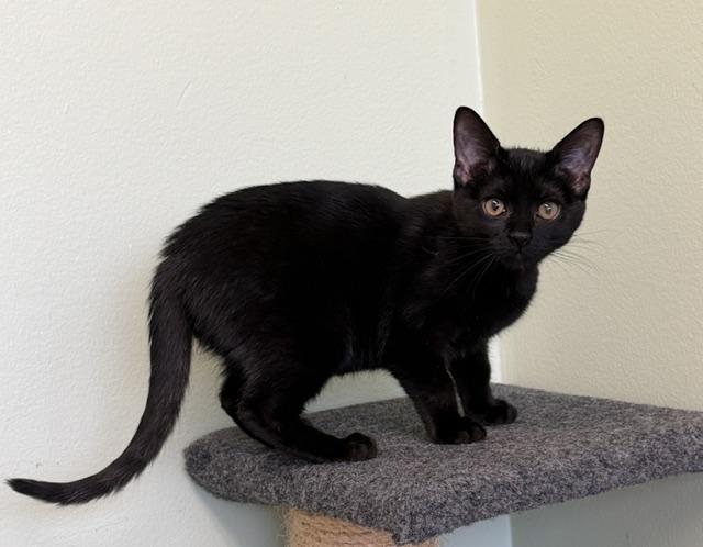 Enlarge Arroz, a Adoptable Domestic Short Hair in Lombard, IL image 2/4